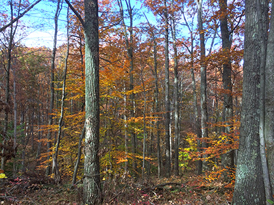 fall view of Brown county